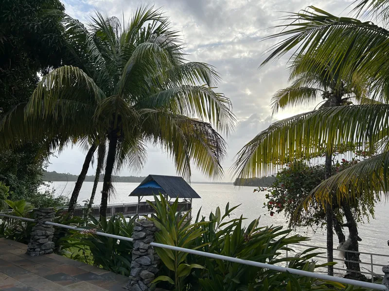 Palmiers et plantes tropicales au bord du fleuve